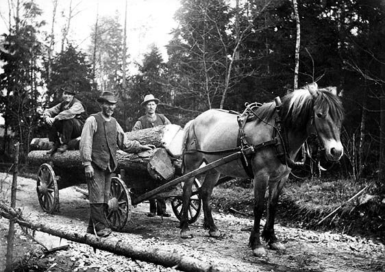 Hästen Gullan drar hem timmer från skogen, 1920-talet. Rönninge.