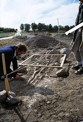 Museets arkeologer hittar kvarlevorna efter Estrid. 