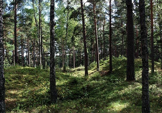 Säbygravfältet på Ingarö.